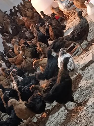 تولید و پخش جوجه مرغ الیار