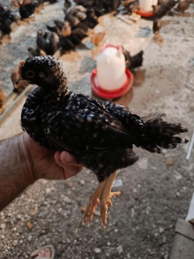 تولید و پخش جوجه مرغ الیار