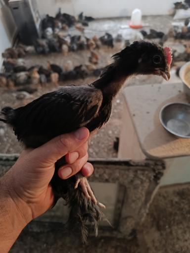 عکس تولید و پخش جوجه مرغ الیار