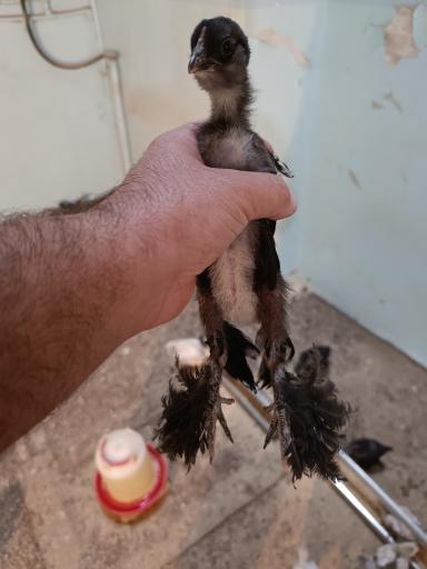 عکس تولید و پخش جوجه مرغ الیار