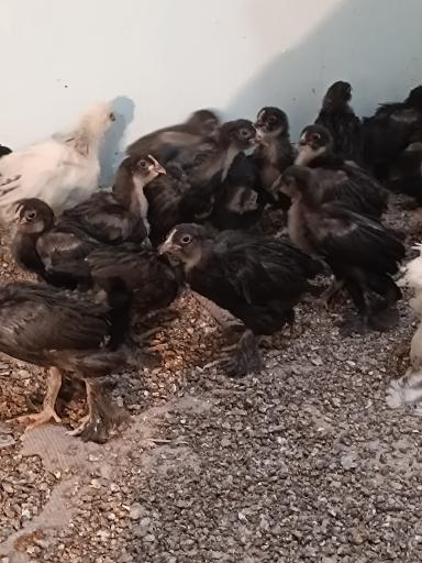 تولید و پخش جوجه مرغ الیار