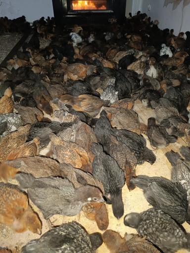 عکس تولید و پخش جوجه مرغ الیار