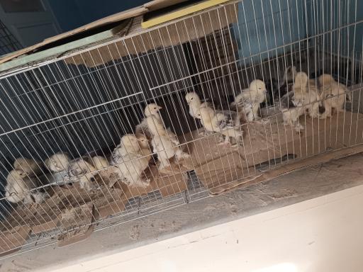 عکس تولید و پخش جوجه مرغ الیار