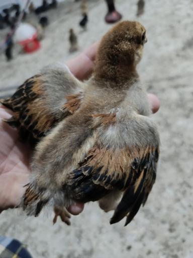 تولید و پخش جوجه مرغ الیار