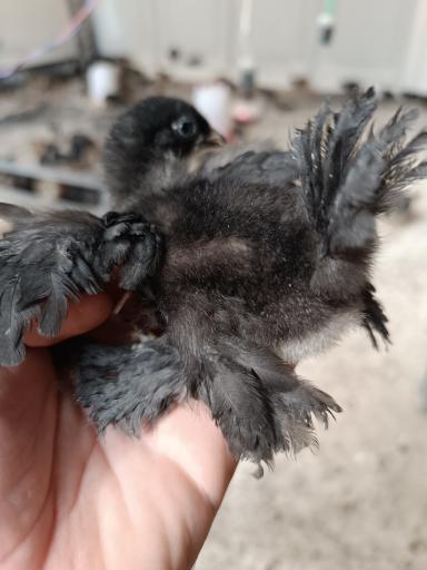 عکس تولید و پخش جوجه مرغ الیار