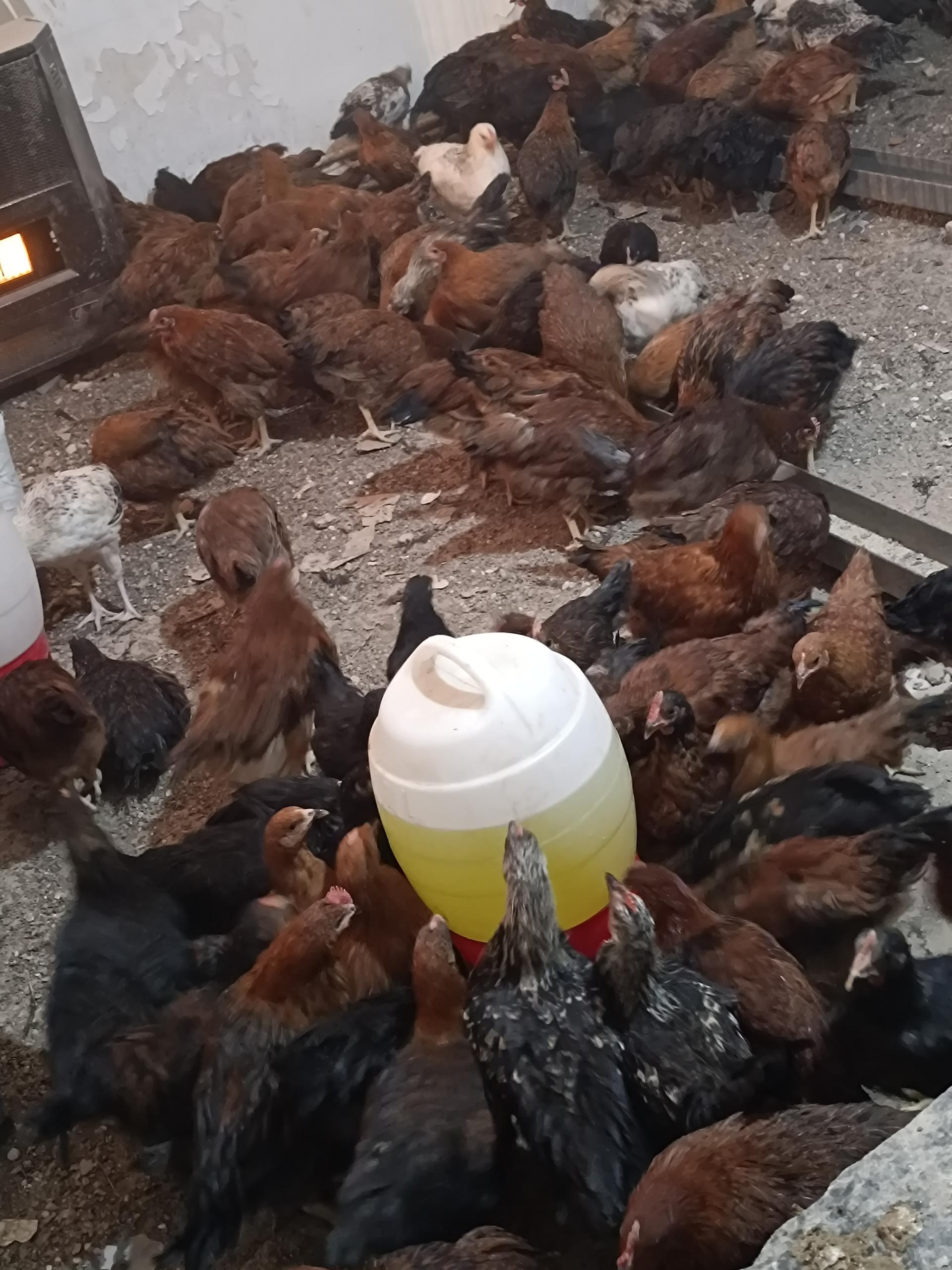 عکس تولید و پخش جوجه مرغ الیار