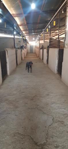 عکس باشگاه سوارکاری سلام