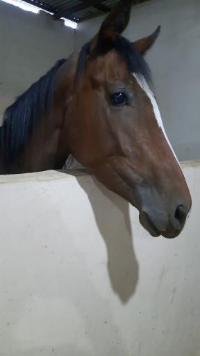 عکس باشگاه سوارکاری سلام