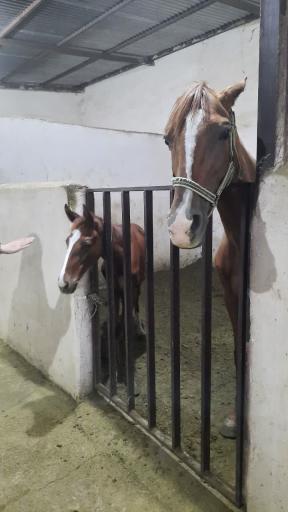 عکس باشگاه سوارکاری سلام