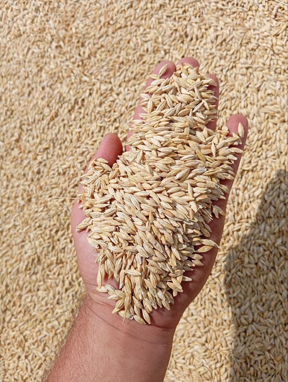 عکس گندم و جو کاوه تابناک