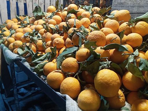 عکس میوه تره بار مجتبی 