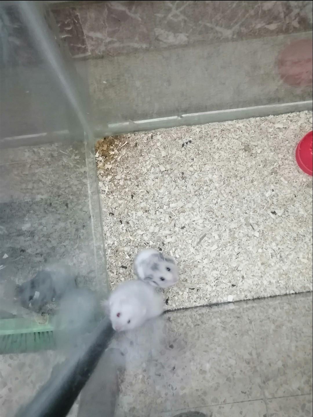 عکس پرنده فروشی امین زاده