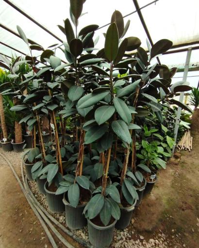 عکس گلخانه ایران گلسانا