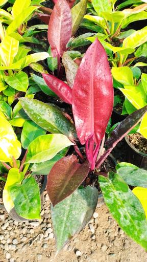 عکس گلخانه ایران گلسانا