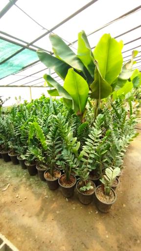 عکس گلخانه ایران گلسانا