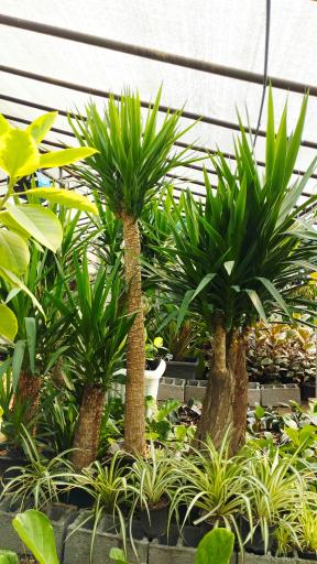 عکس گلخانه ایران گلسانا