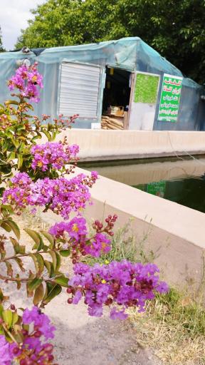 عکس گلخانه ایران گلسانا