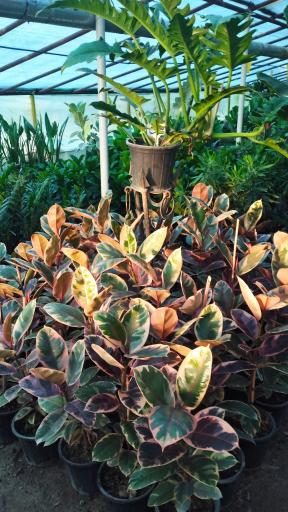 عکس گلخانه ایران گلسانا