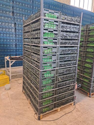 عکس سورتینگ و سردخانه رسولی