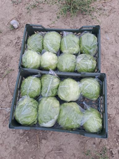 عکس سورتینگ و سردخانه رسولی