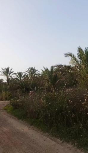 عکس سعدآباد