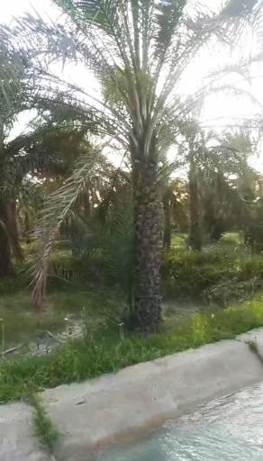 عکس سعدآباد