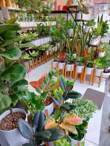 عکس گلفروشی الین