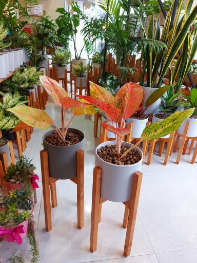 عکس گلفروشی الین