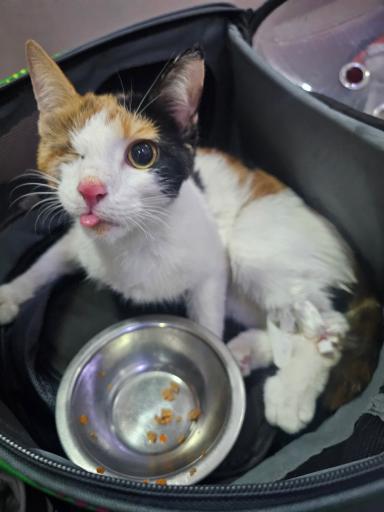 عکس کلینیک دامپزشکی سپینود