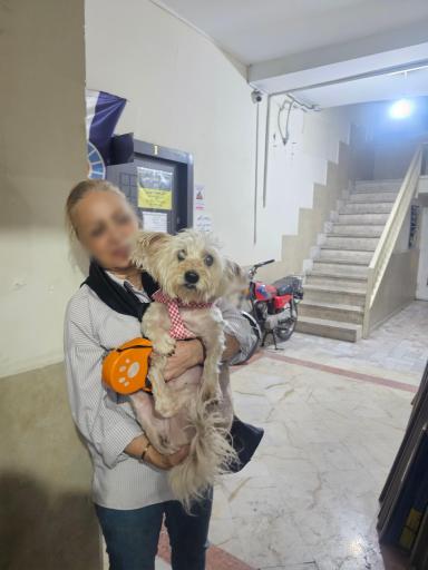 عکس کلینیک دامپزشکی سپینود