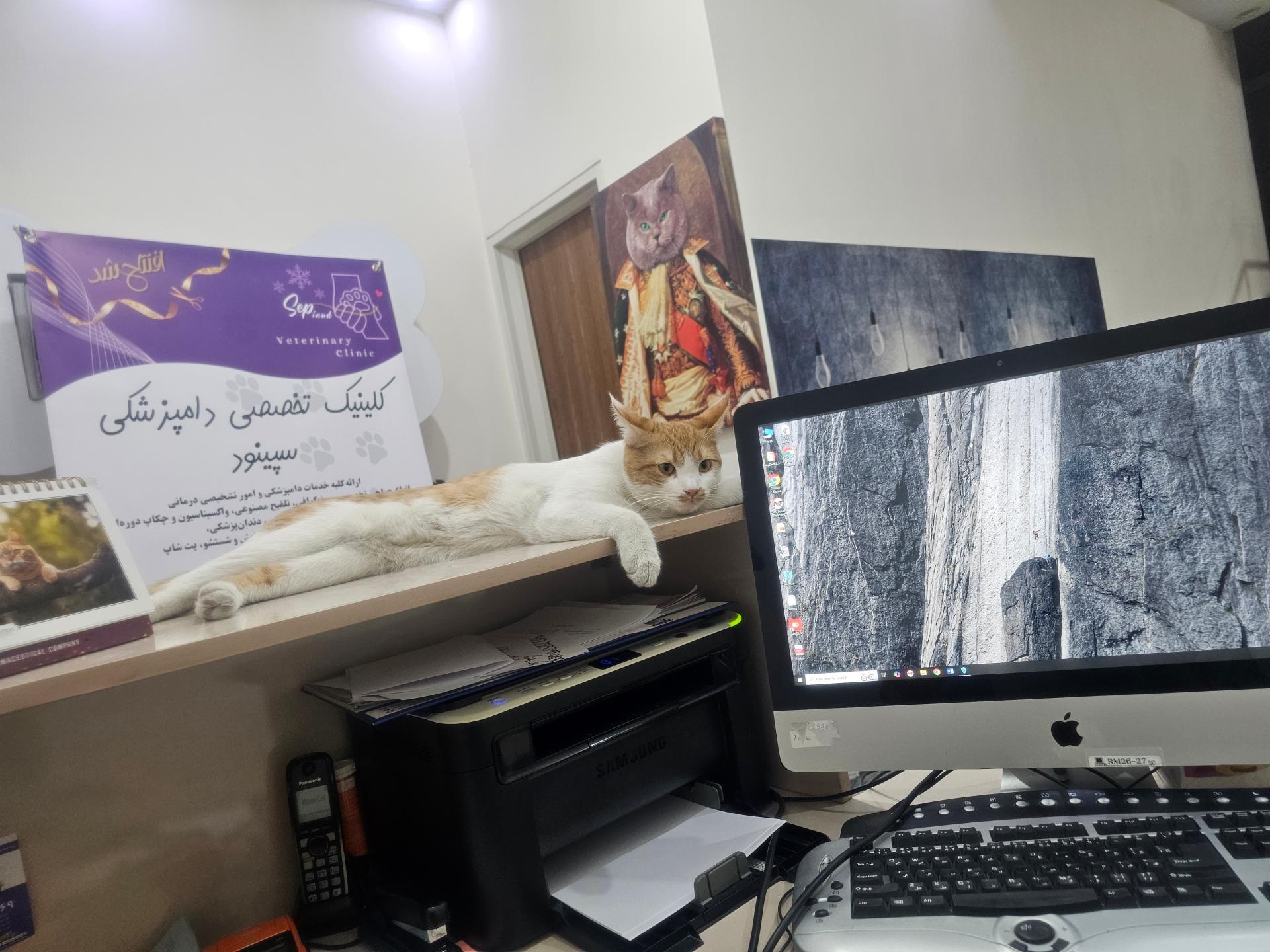 عکس کلینیک دامپزشکی سپینود