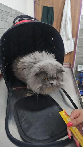 عکس کلینیک دامپزشکی سپینود