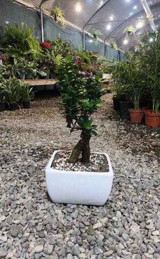 عکس گلخانه حباب جنگلی