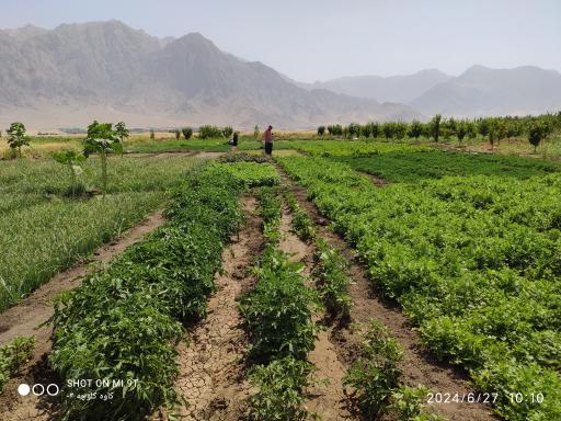 سبزی کاری  عباس احمدی