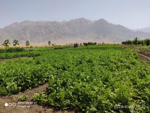 عکس سبزی کاری  عباس احمدی