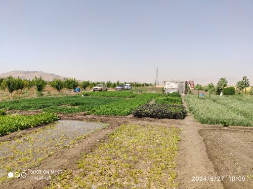 عکس سبزی کاری  عباس احمدی
