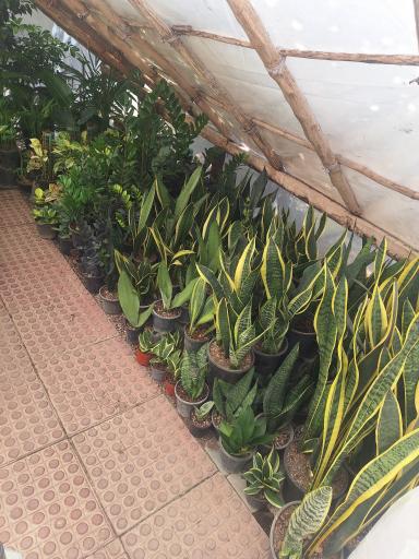 عکس گل مرجان