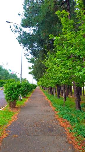 عکس دانشگاه گیلان