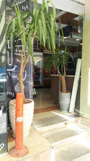 عکس پروتئین چکاوک طلایی 