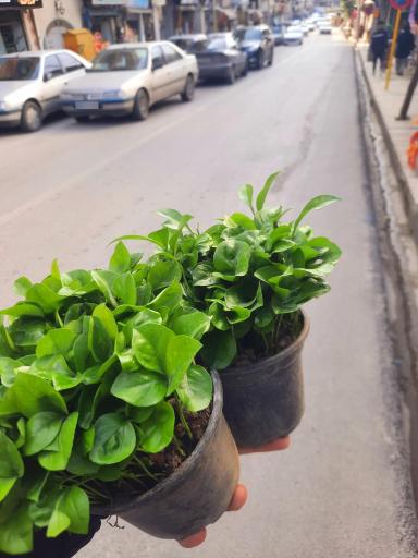 عکس گلخانه ارکیده