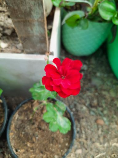 عکس گلخانه ارکیده