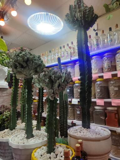 عکس گیاهکده سلامت