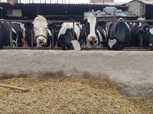 گاوداری عبدالمحمدی