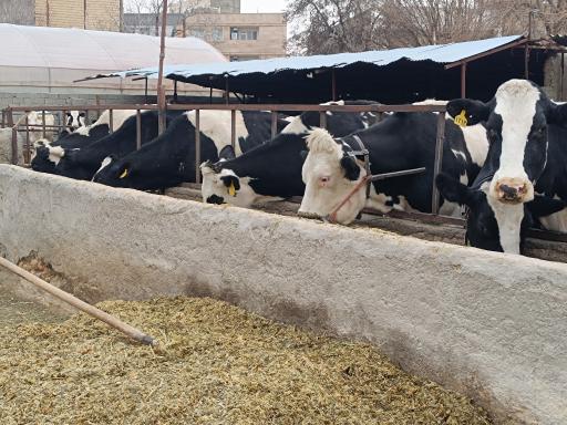 گاوداری عبدالمحمدی