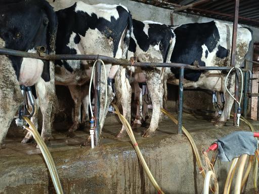 گاوداری عبدالمحمدی