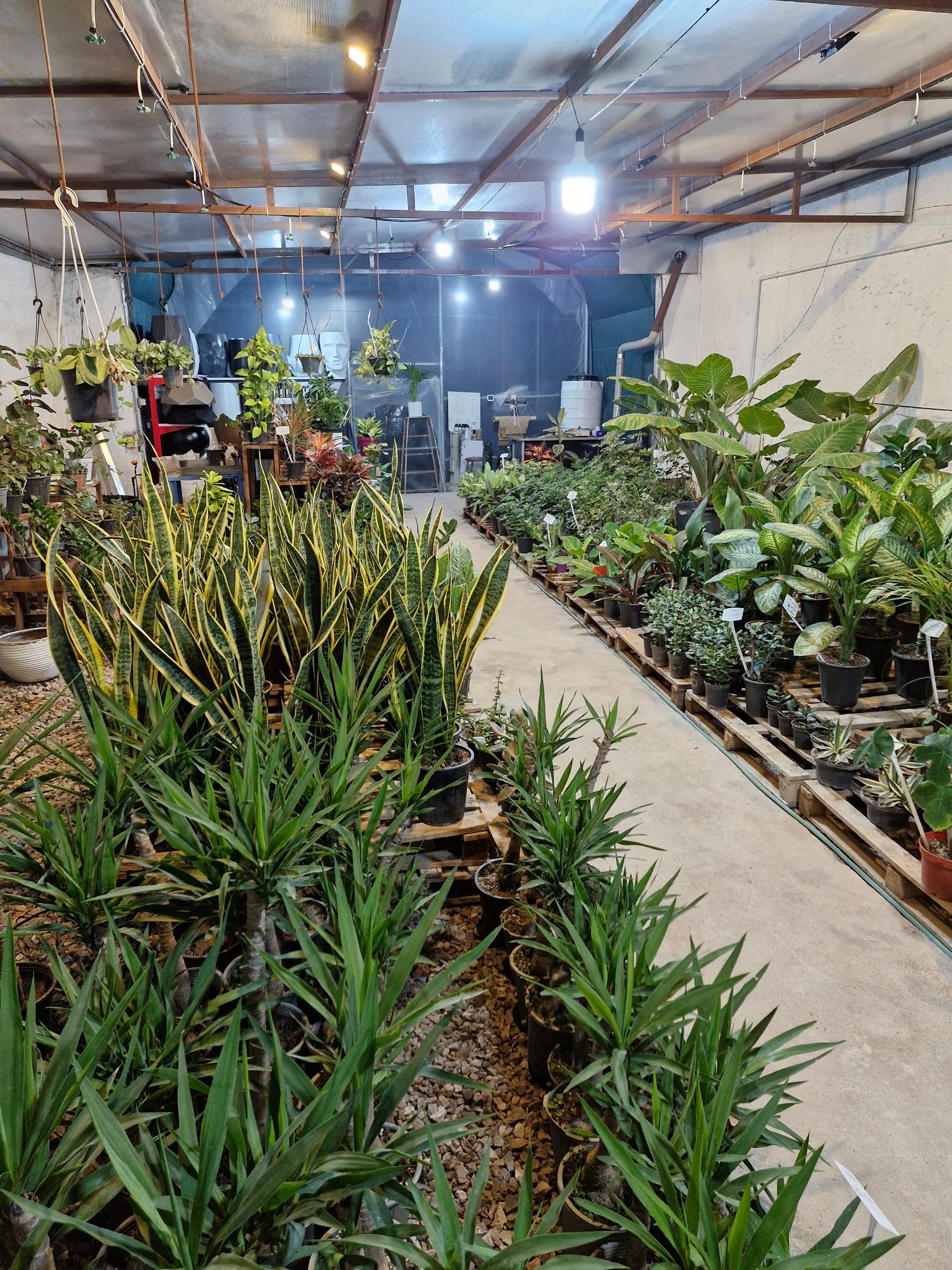 عکس گلخانه کاژه