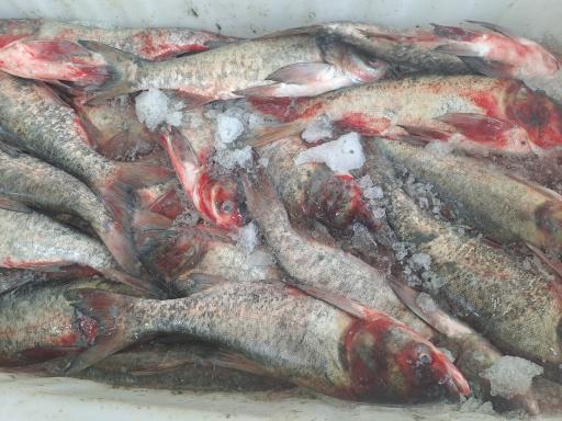 عکس مرغ و ماهی فروشی خزر