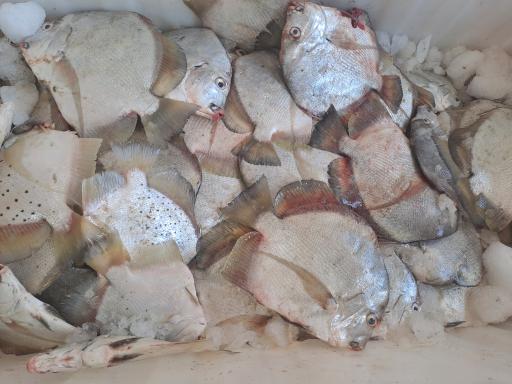 عکس مرغ و ماهی فروشی خزر