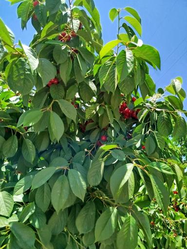 عکس تفرجگاه بند ارومیه