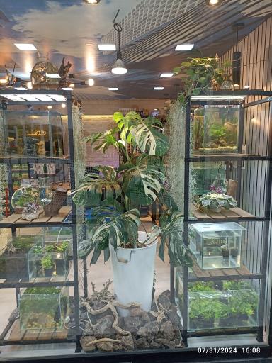 حامد فیش کیپر